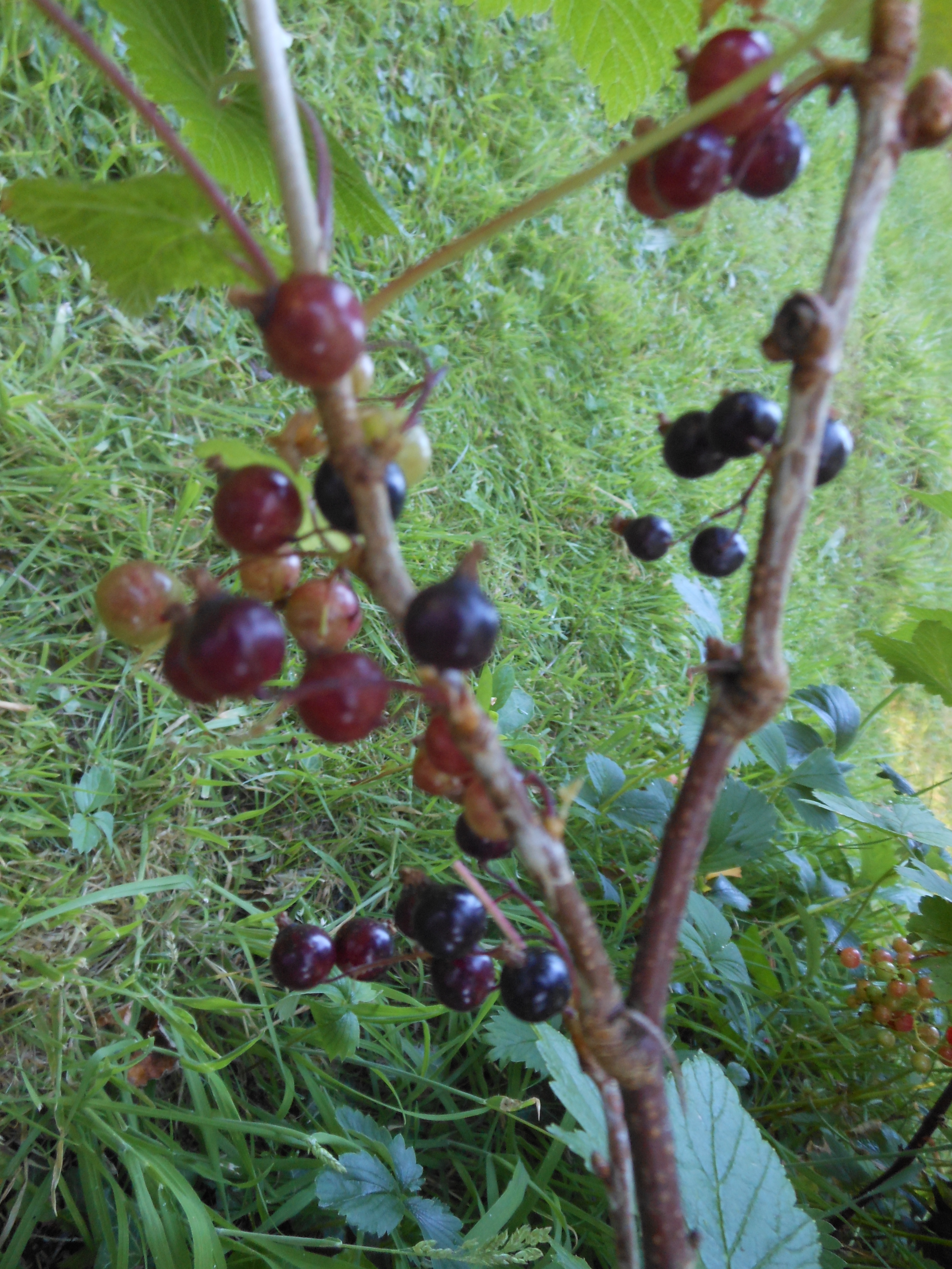 August Craft Sunflower